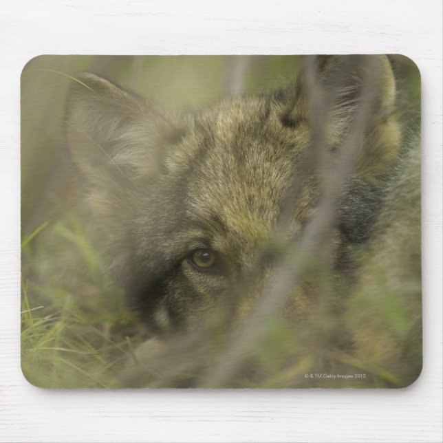 Grey wolf (Canis lupus) pup alone, hiding in Mouse Mat (Front)