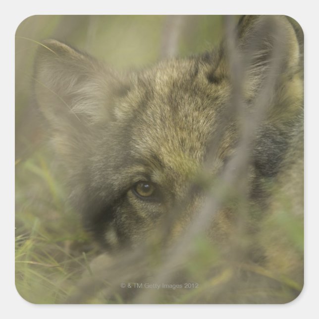 Grey wolf (Canis lupus) pup alone, hiding in Square Sticker (Front)
