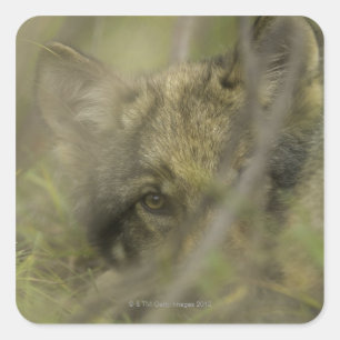Grey wolf (Canis lupus) pup alone, hiding in Square Sticker