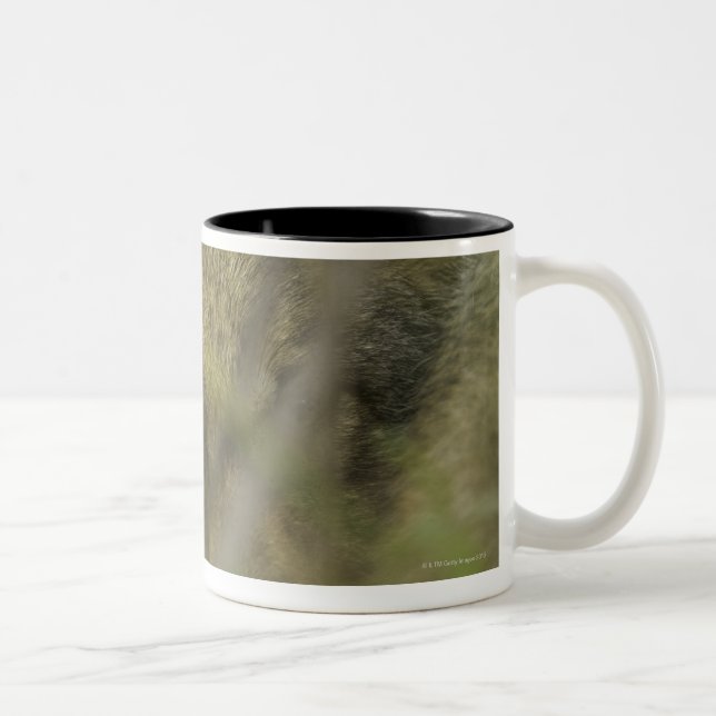 Grey wolf (Canis lupus) pup alone, hiding in Two-Tone Coffee Mug (Right)