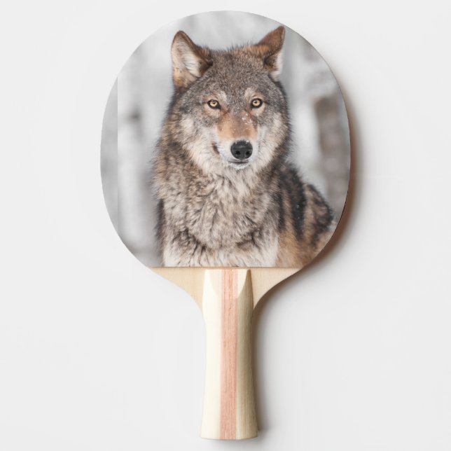Grey Wolf (Canis lupus) With One Ear Back Ping Pong Paddle (Front)