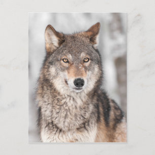 Grey Wolf (Canis lupus) With One Ear Back Postcard