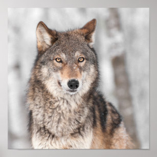 Grey Wolf (Canis lupus) With One Ear Back Poster