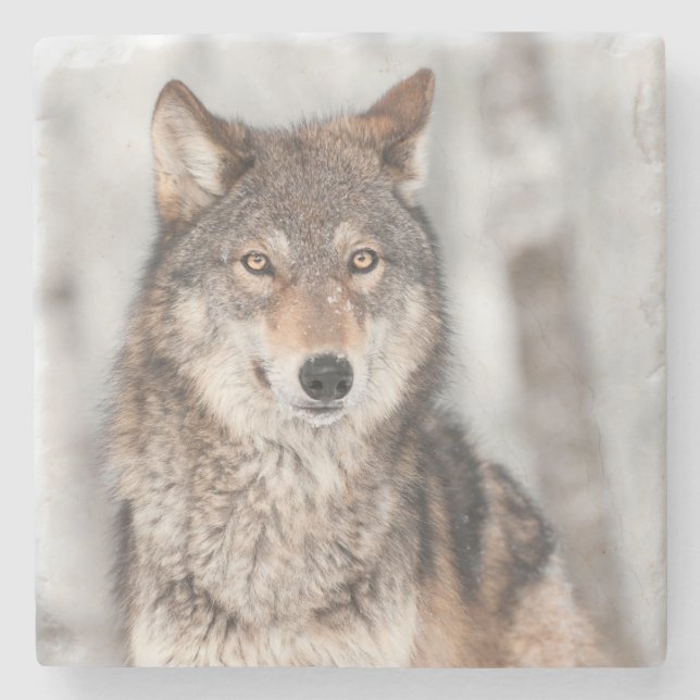 Grey Wolf (Canis lupus) With One Ear Back Stone Coaster (Front)