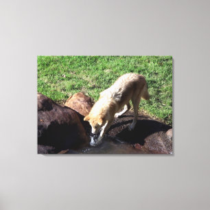 Grey Wolf Canvas
