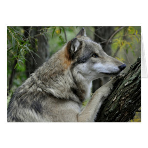 Grey Wolf Card