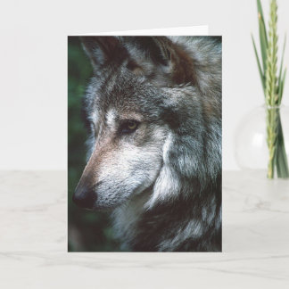 Grey Wolf Card
