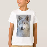 Grey Wolf Closeup