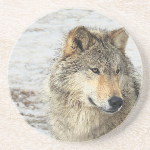 Grey Wolf Coaster
