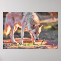 GREY WOLF COLORFUL ENCOUNTER