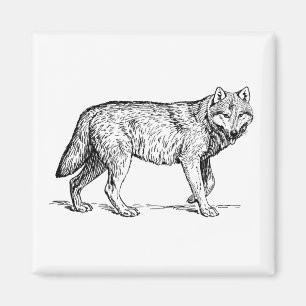 Grey Wolf Elegant Ink Drawing Magnet