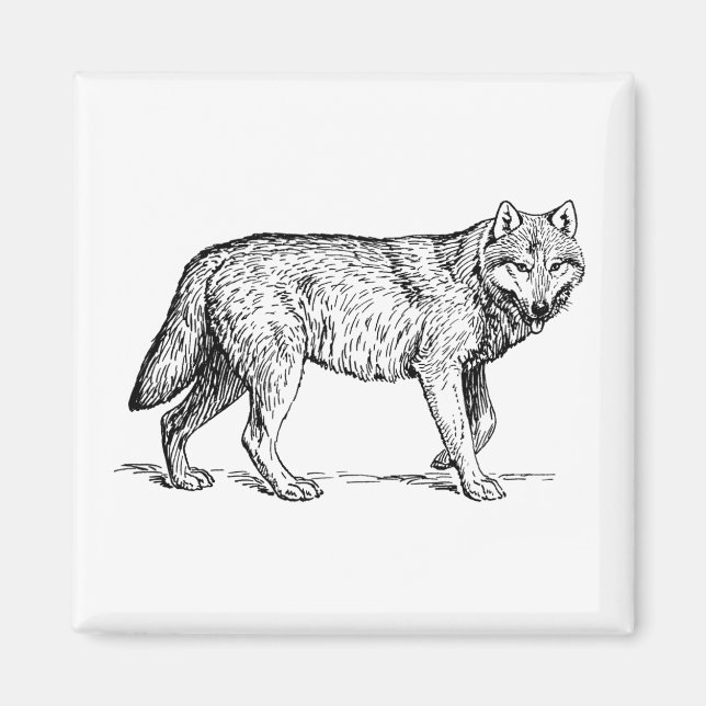Grey Wolf Elegant Ink Drawing Magnet (Front)