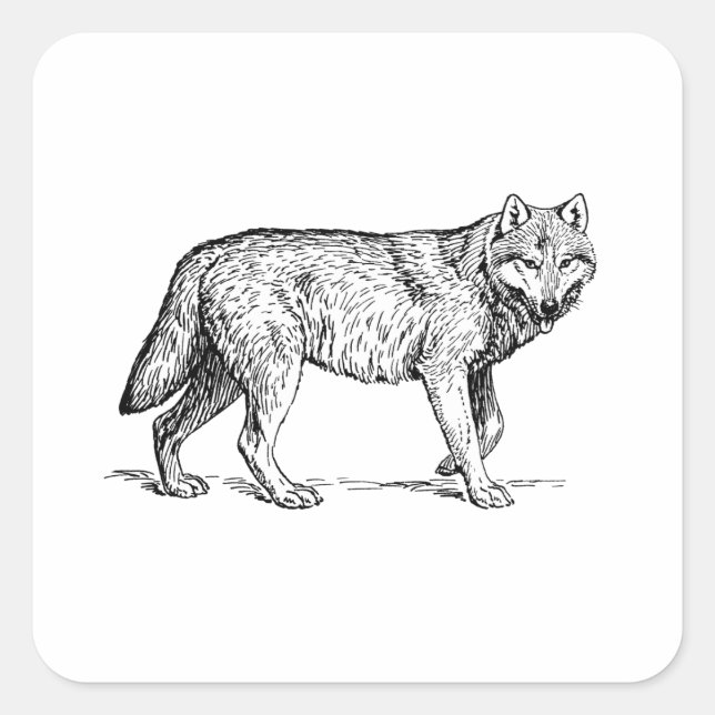 Grey Wolf Elegant Ink Drawing Square Sticker (Front)