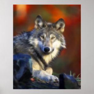 Grey Wolf, Endangered Species Digital Photography Poster