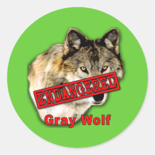 Grey Wolf Endangered Species Products Classic Round Sticker