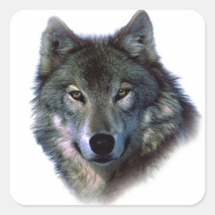 Grey Wolf Eyes Square Sticker