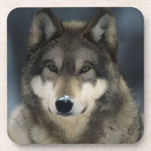 Grey Wolf Eyes Wildlife Animal Drink Coaster
