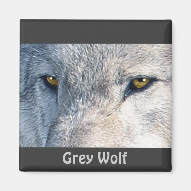 Grey Wolf Eyes Wildlife Collection Magnet (Front)
