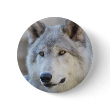 Grey Wolf Face