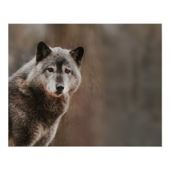 Grey Wolf Glossy Poster (Front)