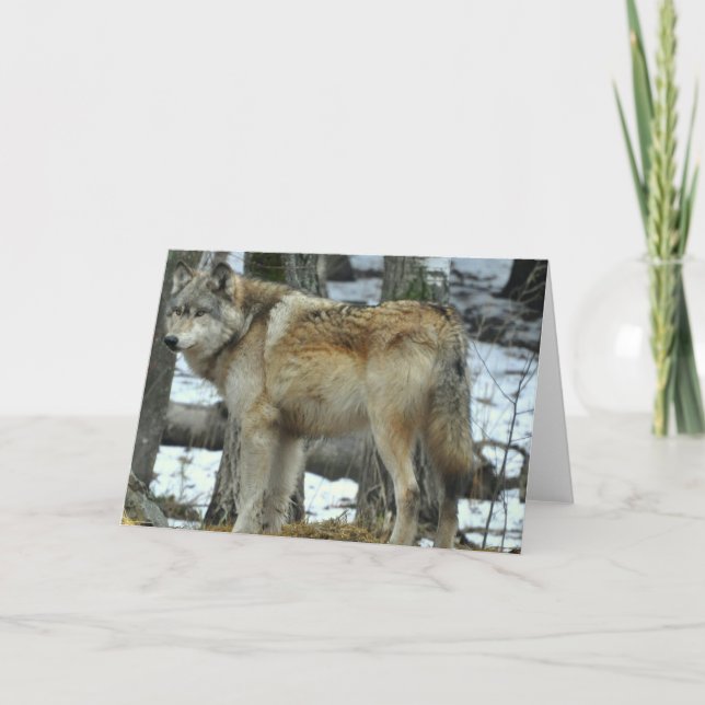 Grey Wolf Greeting Card (Front)
