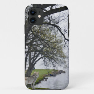 Grey Wolf & Herons by Lake Wildlife iPhone 5 Case