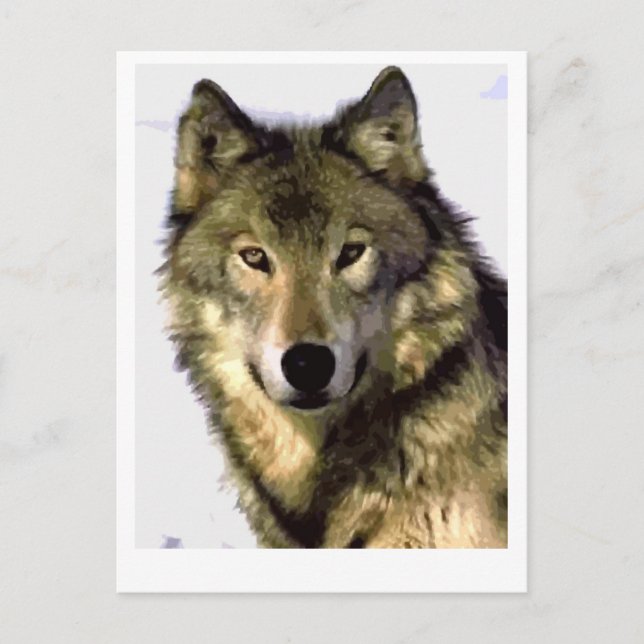 Grey Wolf Holiday Postcard (Front)