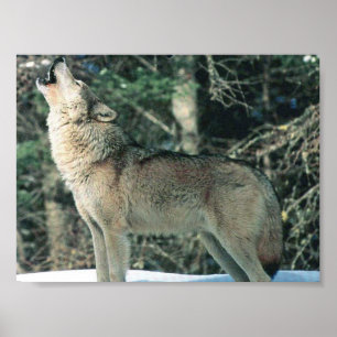 Grey Wolf howling Poster