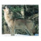 Grey Wolf howling