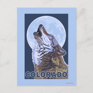 Grey Wolf HowlingColorado Postcard