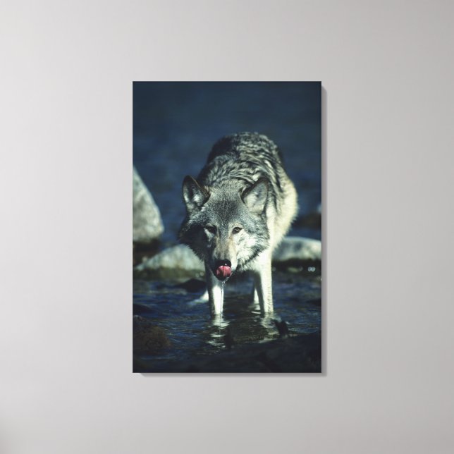 Grey wolf in Autumn drinking Canvas Print (Front)