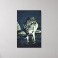 Grey wolf in Autumn drinking