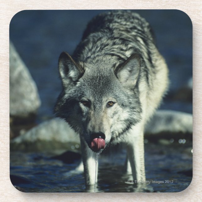 Grey wolf in Autumn drinking Coaster (Front)