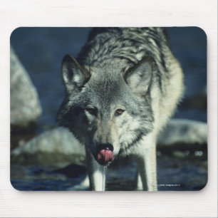 Grey wolf in Autumn drinking Mouse Mat