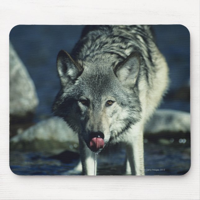 Grey wolf in Autumn drinking Mouse Mat (Front)