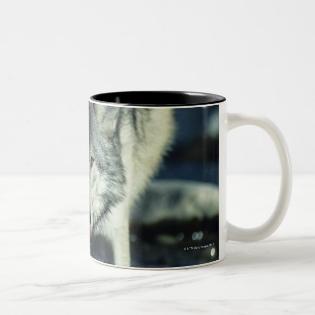 Grey wolf in Autumn drinking Two-Tone Coffee Mug (Right)