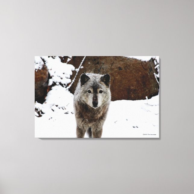 Grey Wolf in Snow Canvas Print (Front)