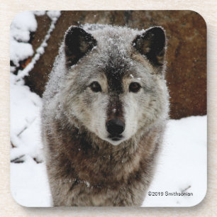 Grey Wolf in Snow Coaster