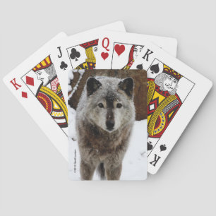 Grey Wolf in Snow Playing Cards