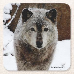 Grey Wolf in Snow Square Paper Coaster