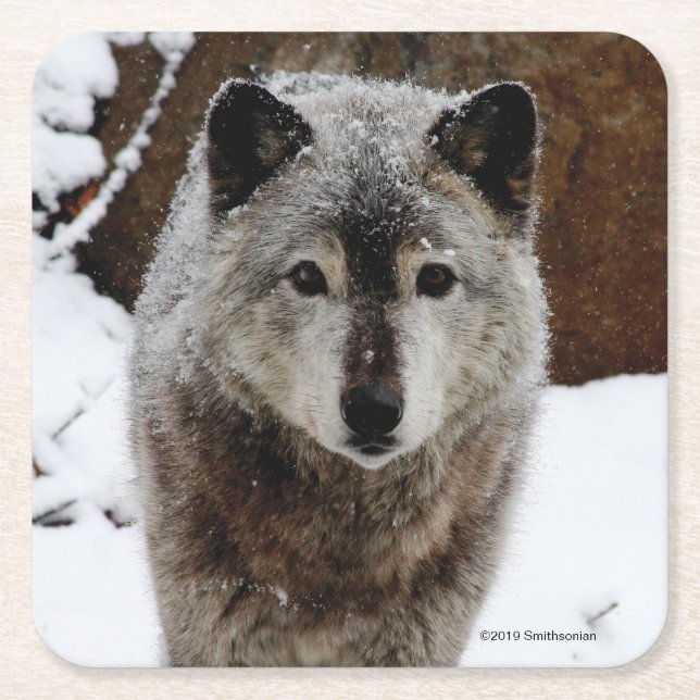 Grey Wolf in Snow Square Paper Coaster (Front)