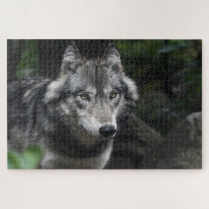 Grey wolf in the wild jigsaw puzzle