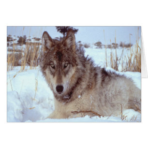 Grey Wolf In Winter