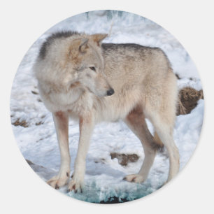 Grey Wolf in Winter Snow Wildlife Photo Classic Round Sticker