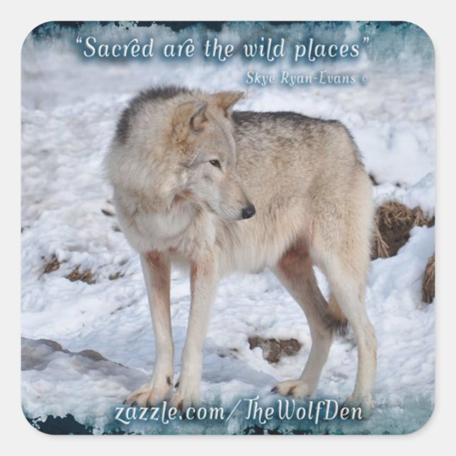Grey Wolf in Winter Snow Wildlife Photo Square Sticker (Front)