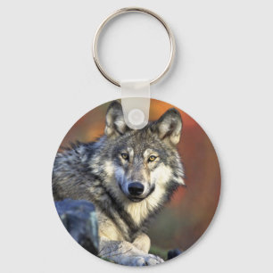Grey wolf key ring