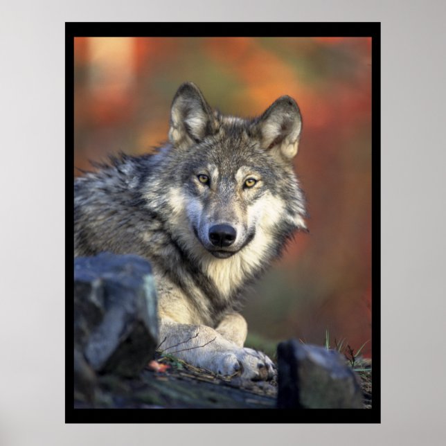 Grey Wolf Lovers Poster (Front)