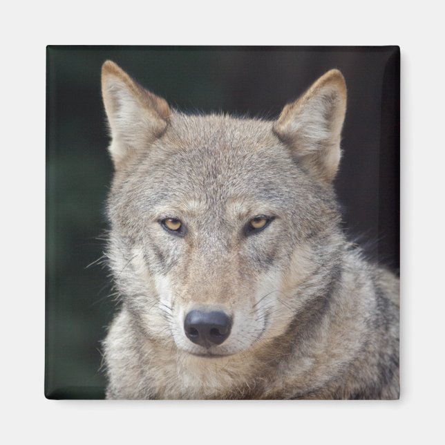 Grey Wolf Magnet (Front)