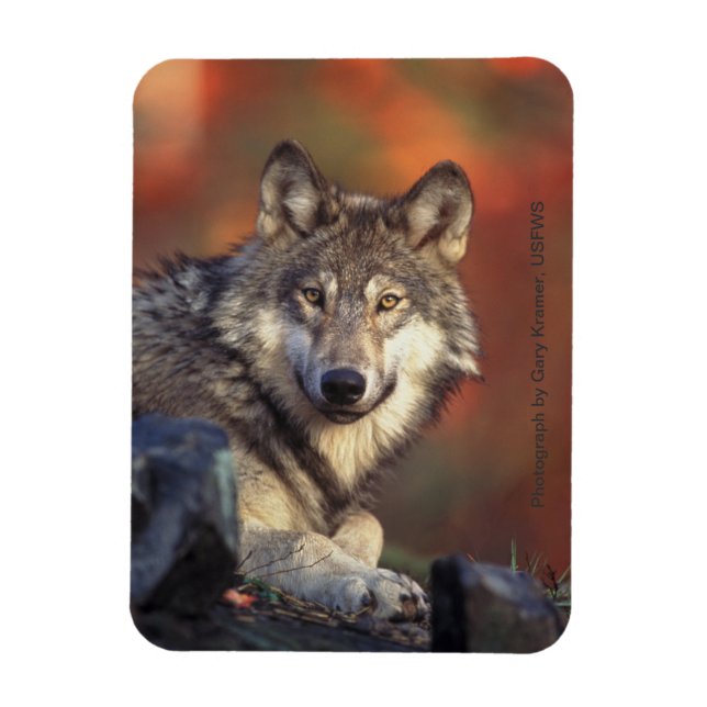 Grey Wolf Magnet (Vertical)