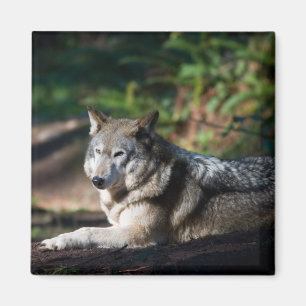 Grey wolf magnet